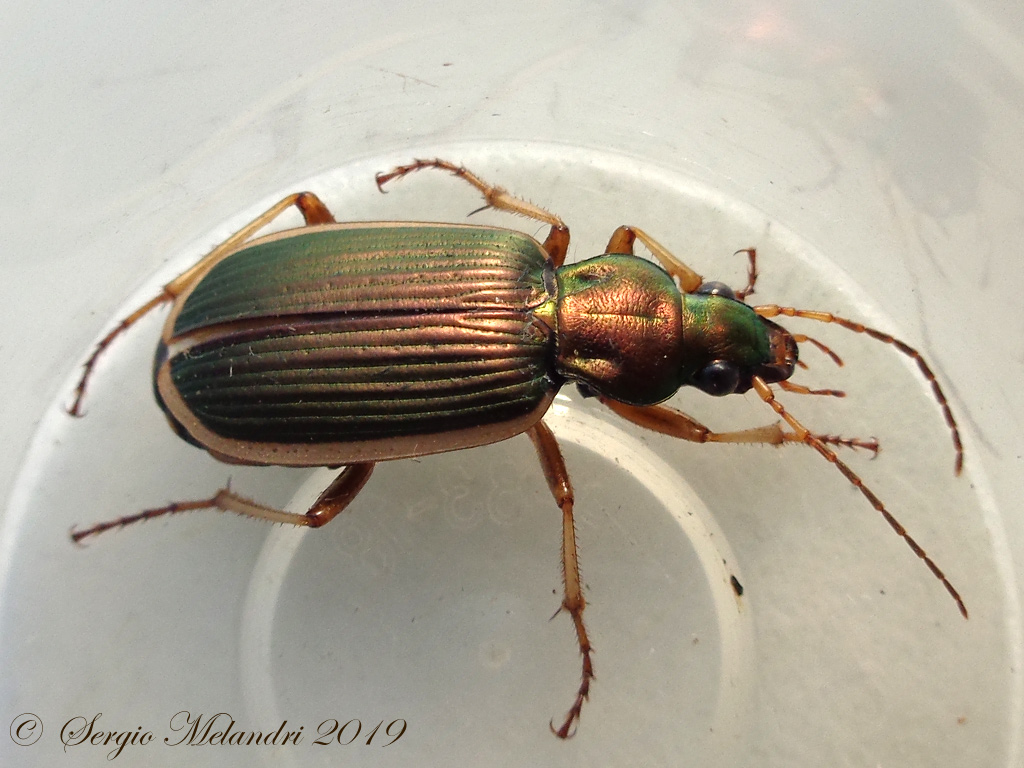 Carabidae: Chlaenius (Chlaenites) spoliatus